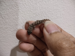 Hemidactylus platyurus