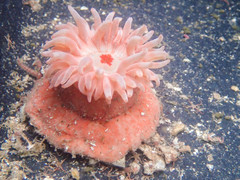 Stomphia coccinea