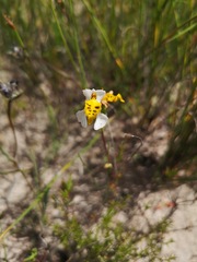 Disa flexuosa