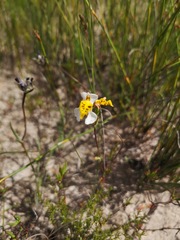 Disa flexuosa