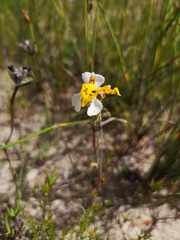 Disa flexuosa