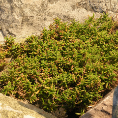 Disphyma crassifolium