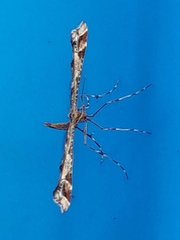 Amblyptilia