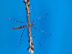 Amblyptilia