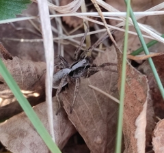 Alopecosa inquilina