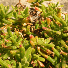 Disphyma crassifolium