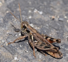 Melanoplus devastator