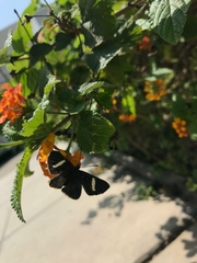 Melanis leucophlegma