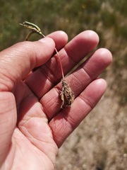 Moraea angulata