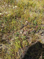 Arctotheca forbesiana