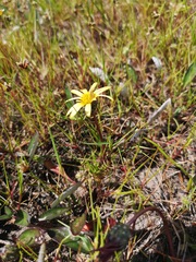 Arctotheca forbesiana