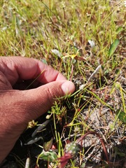 Arctotheca forbesiana