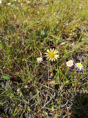 Arctotheca forbesiana