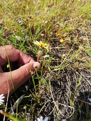 Arctotheca forbesiana