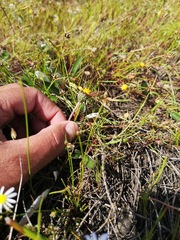 Arctotheca forbesiana