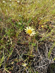 Arctotheca forbesiana