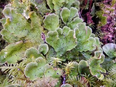 Peltigera aphthosa image