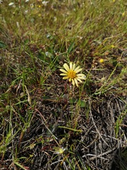 Arctotheca forbesiana