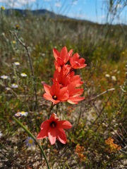 Ixia tenuifolia