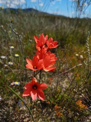 Ixia tenuifolia