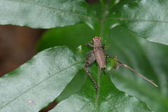 Lebinthus lanyuensis