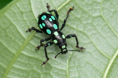 Pachyrhynchus sarcitis