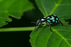 Pachyrhynchus sarcitis