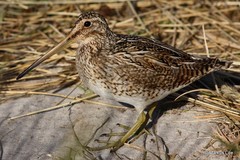 Gallinago magellanica
