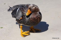 Tachyeres brachypterus