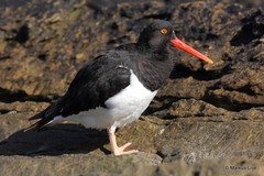 Haematopus leucopodus