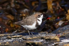 Charadrius falklandicus