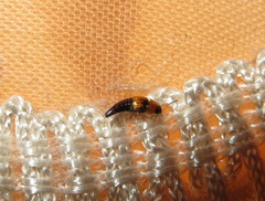 Tachyporus chrysomelinus