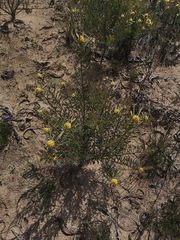 Leucadendron cinereum