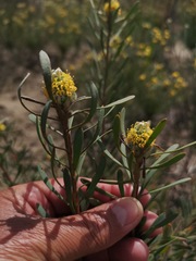 Leucadendron cinereum