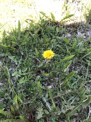 Taraxacum