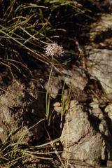 Allium ericetorum