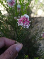 Serruria linearis