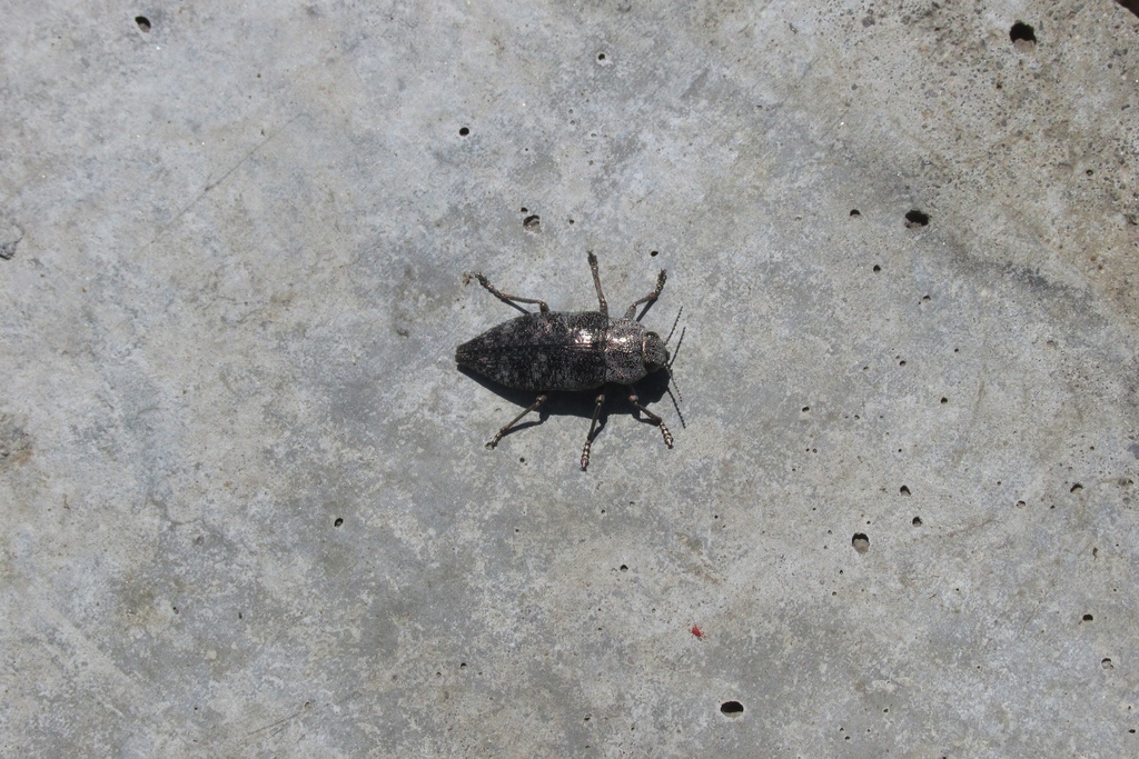 Dicerca aenea
