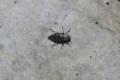 Dicerca aenea