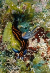 Roboastra gracilis