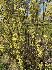 Angiospermae