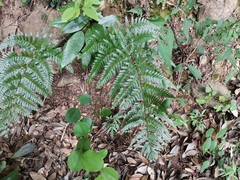 Dryopteris nipponensis