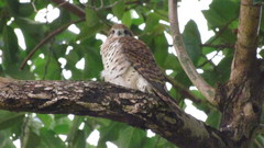 Mauritius Kestrel photo 3