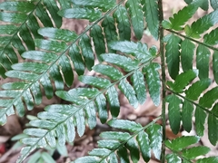 Dryopteris nipponensis