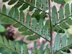 Dryopteris nipponensis