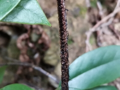 Dryopteris nipponensis