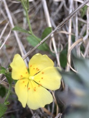 Crocanthemum brasiliense