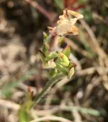 Crocanthemum brasiliense