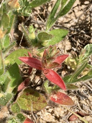 Crocanthemum brasiliense