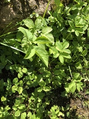 Angiospermae